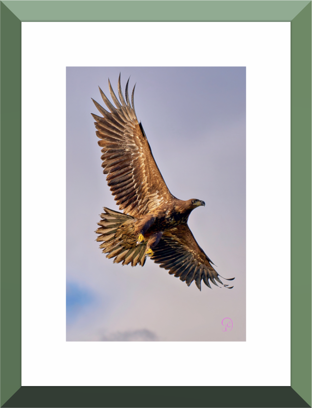Main image Sea Eagle 6