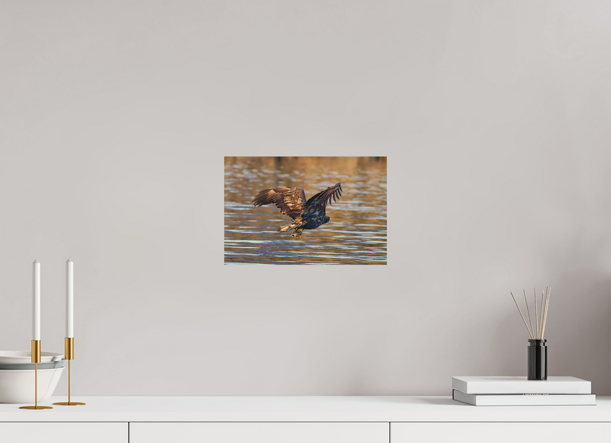 30 x 20 cm, Druck auf Holz Sea Eagle 1