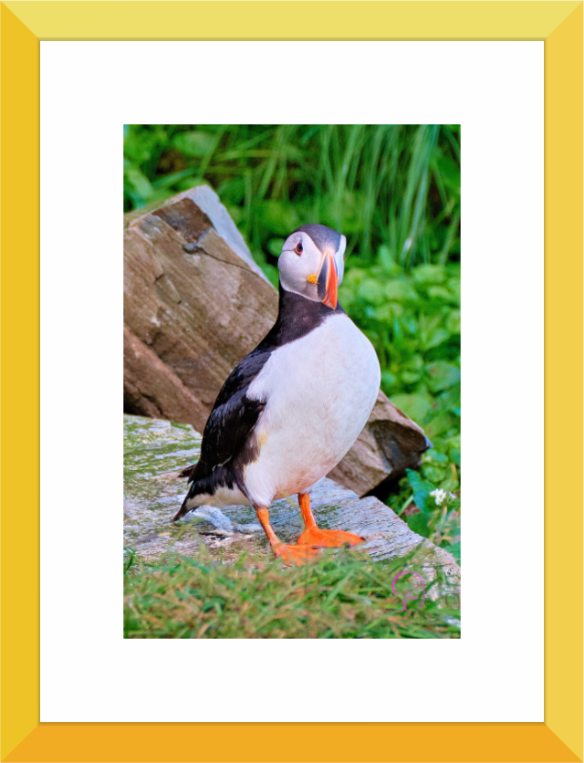 Main image Puffin 7