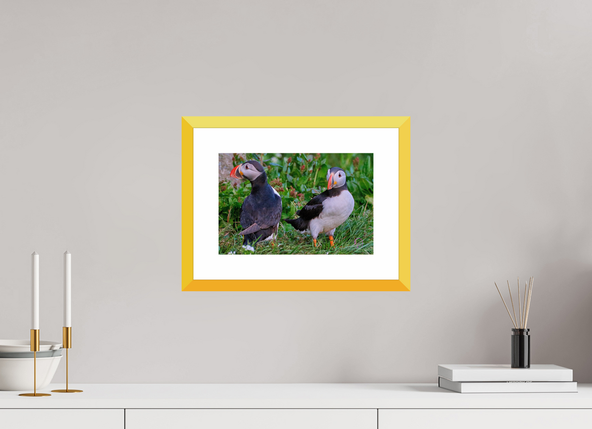30 x 20 cm, Fine Art alu dibond, Rahmen gelb, 5cm weissrand Puffins 1