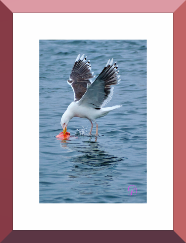 Main image Seagull 2