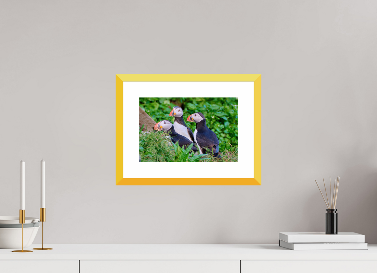 30 x 20 cm, Fine Art alu dibond, Rahmen gelb, 5cm weissrand Puffins 3