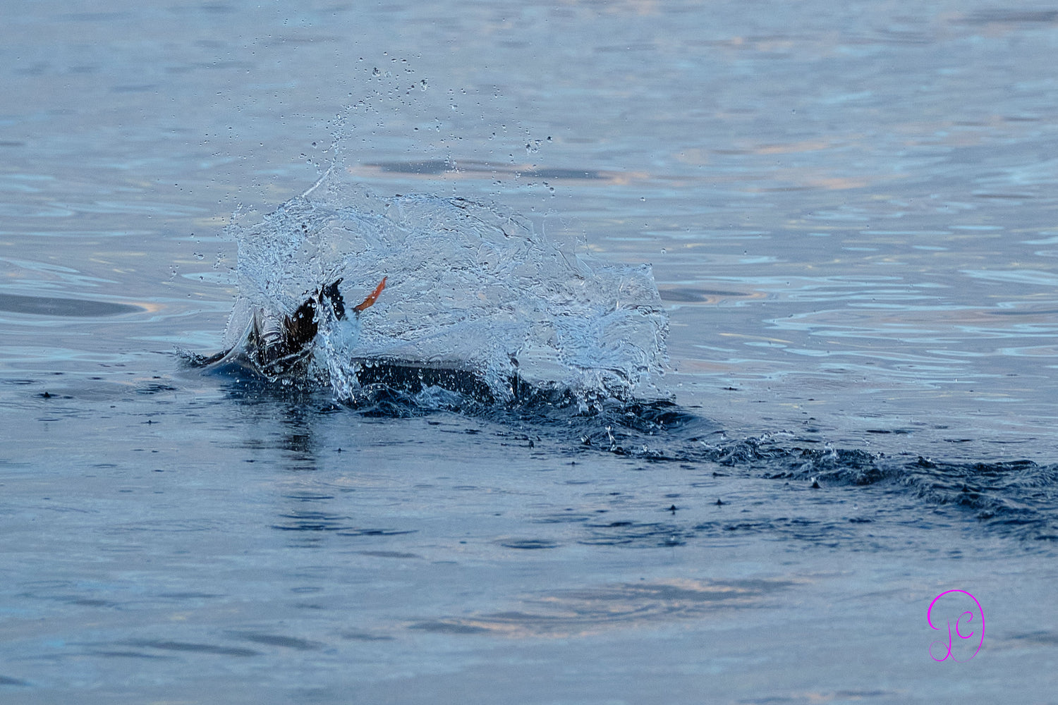 Norwegian Wildlife