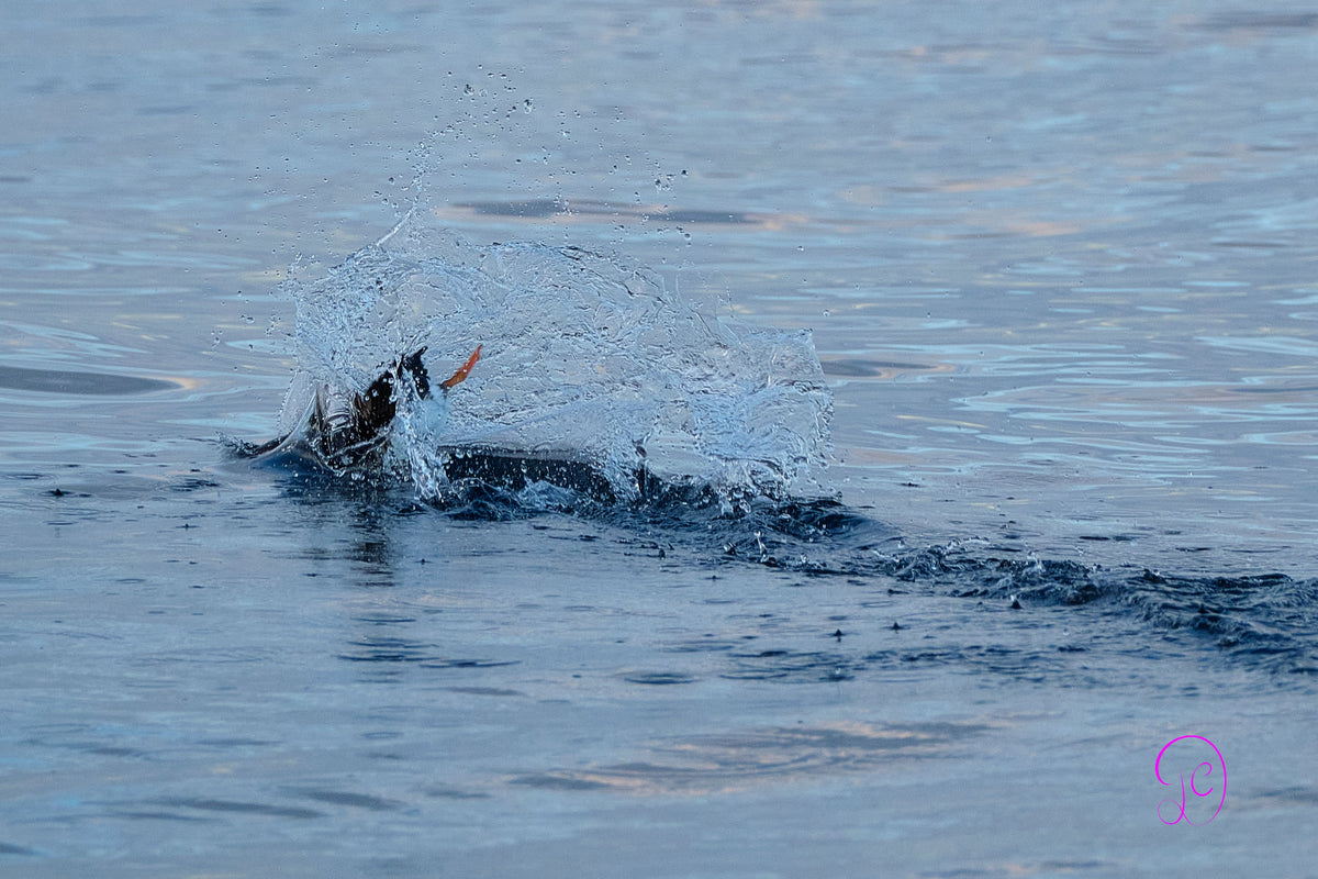 Norwegian Wildlife