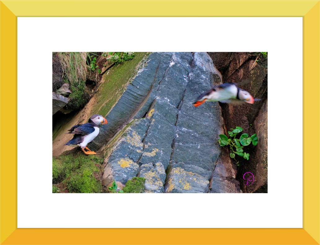 Main image Puffin 10