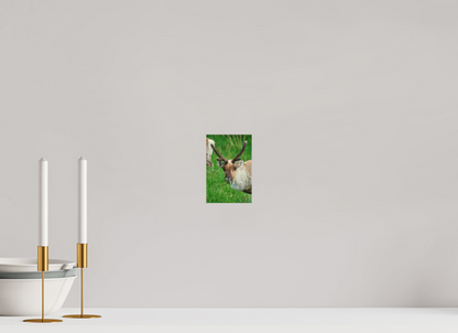 10 x 15 cm, Druck auf Holz Reindeer 3