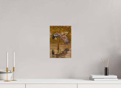 20 x 30 cm, Druck auf Holz Sea Eagle 4