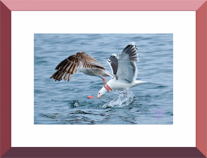 Main image Seagull