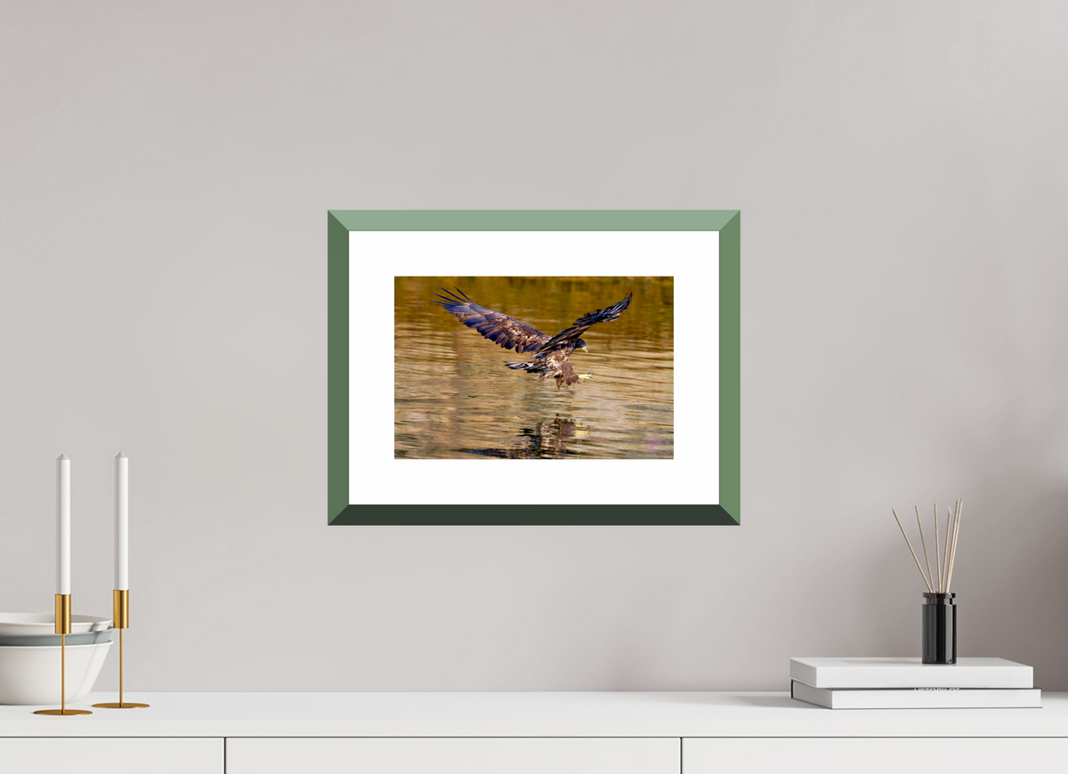 30 x 20 cm, Alu dibond, Rahmen grün, 5cm weissrand Sea Eagle 3