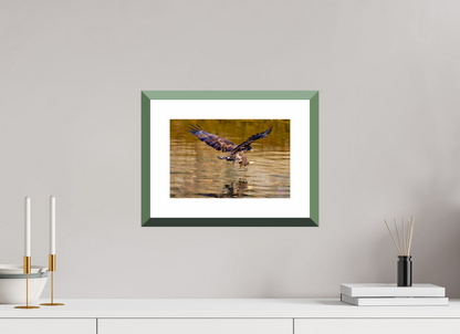 30 x 20 cm, Alu dibond, Rahmen grün, 5cm weissrand Sea Eagle 3