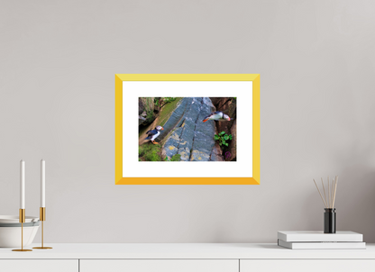 30 x 20 cm, Fine Art alu dibond, Rahmen gelb, 5cm weissrand Puffin 10