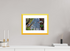 30 x 20 cm, Fine Art alu dibond, Rahmen gelb, 5cm weissrand Puffin 10