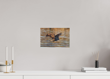 30 x 20 cm, Druck auf Holz Sea Eagle 1