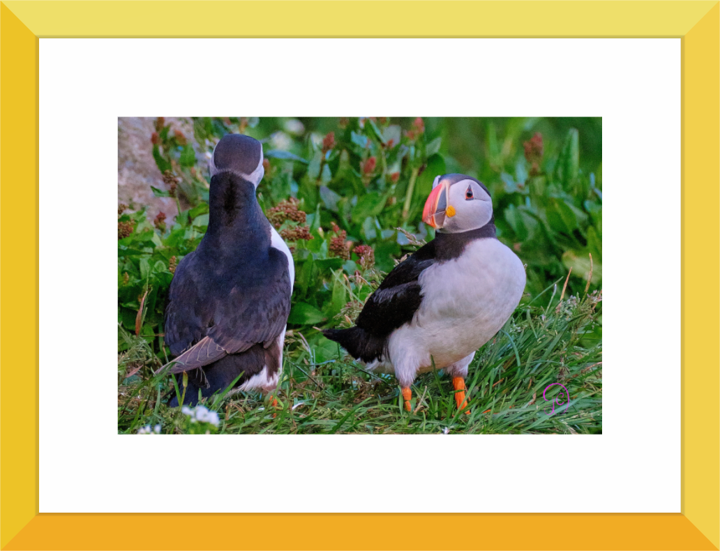 Main image Puffin 2