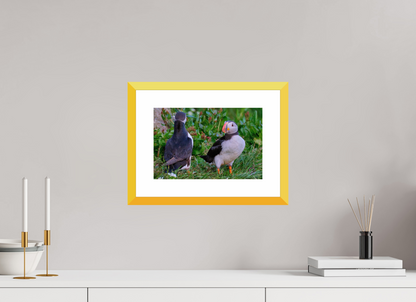 30 x 20 cm, Fine Art alu dibond, Rahmen gelb, 5cm weissrand Puffin 2