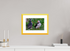 30 x 20 cm, Fine Art alu dibond, Rahmen gelb, 5cm weissrand Puffin 2