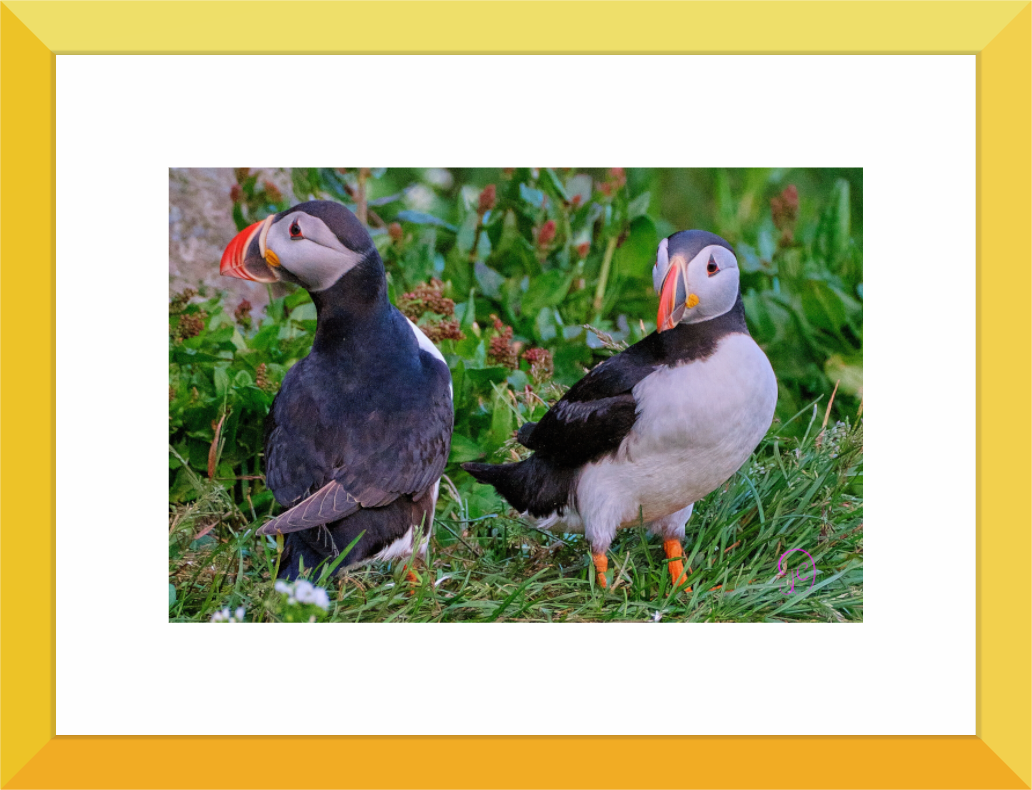 Main image Puffins 1