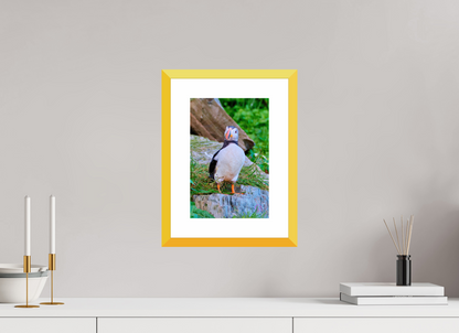 20 x 30 cm, Fine Art alu dibond, Rahmen gelb, 5cm weissrand Puffin8