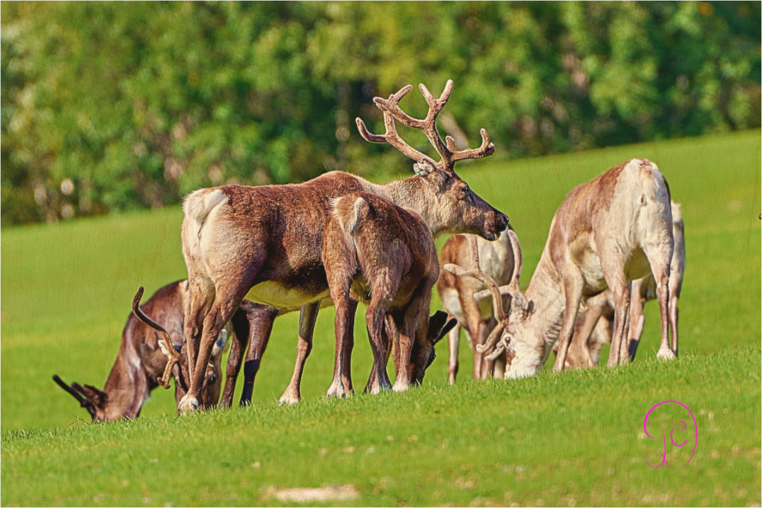Main image Reindeer 2