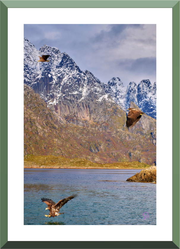 Main image Sea Eagle 5