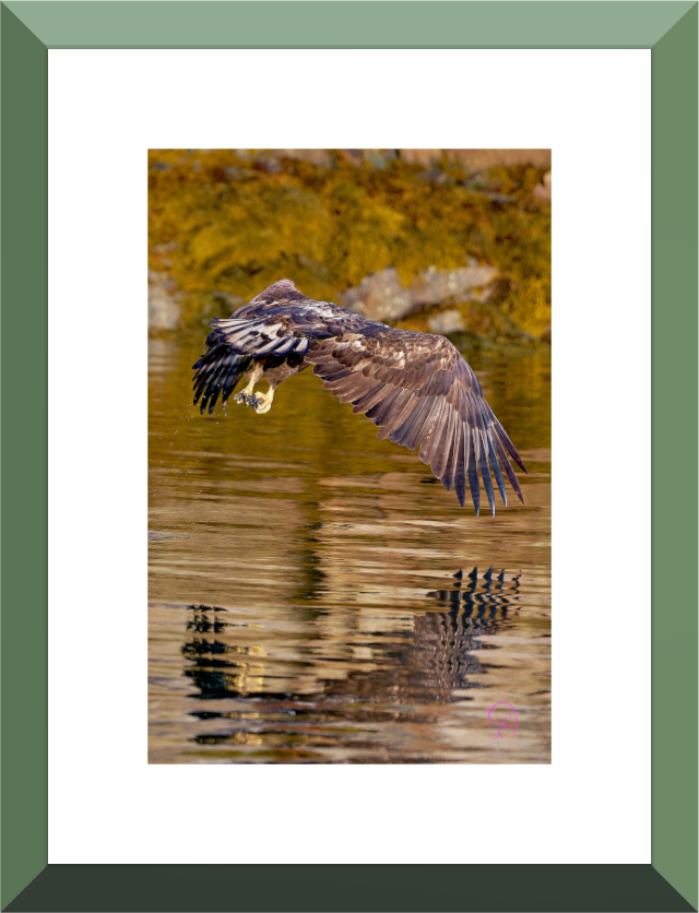 Main image Sea Eagle 4