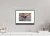 30 x 20 cm, Alu dibond, Rahmen grün, 5cm weissrand Sea Eagle 1