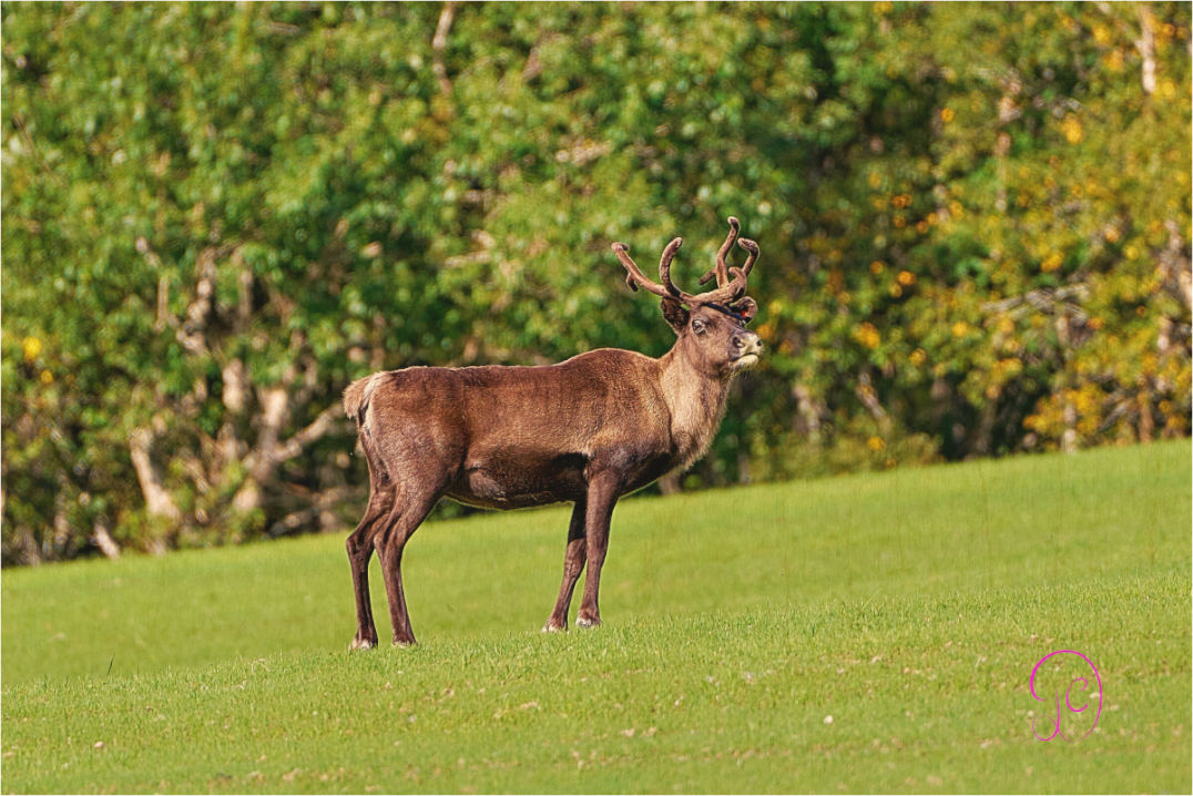 Main image Reindeer