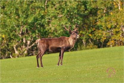 Main image Reindeer