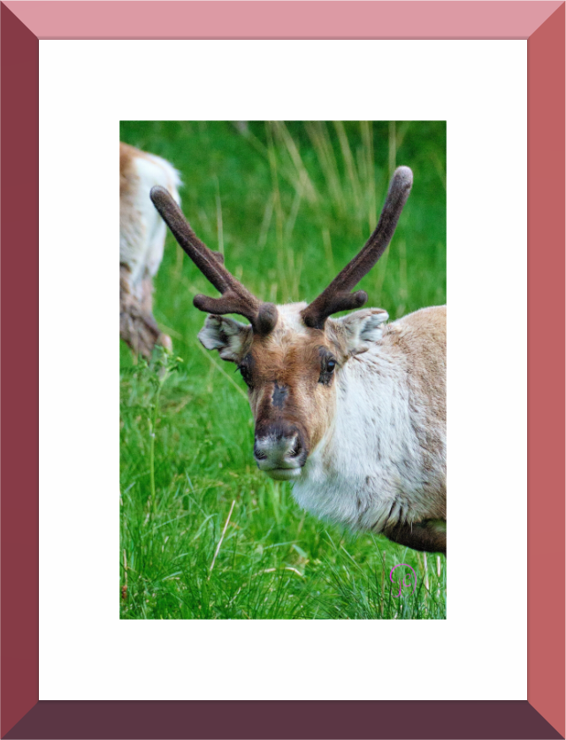 Main image Reindeer 3