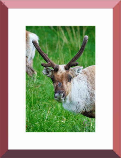 Main image Reindeer 3