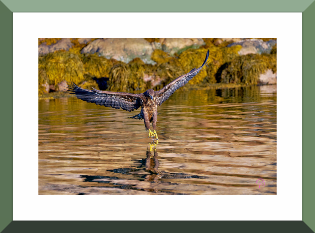 Main image Sea Eagle 2