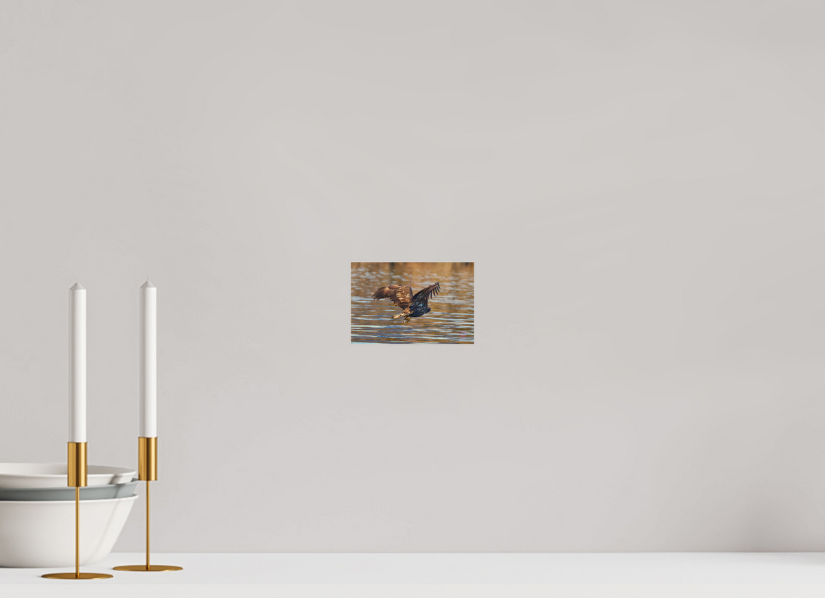 15 x 10 cm, Druck auf Holz Sea Eagle 1