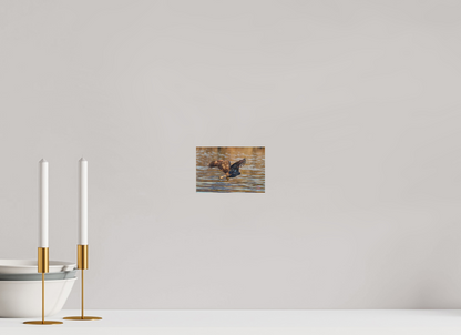 15 x 10 cm, Druck auf Holz Sea Eagle 1
