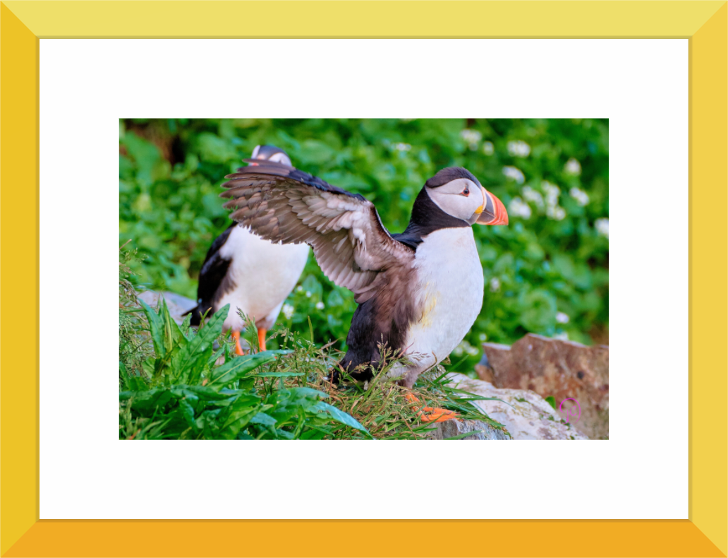 Main image Puffin 6