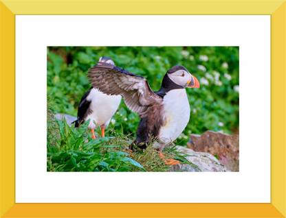 Main image Puffin 6
