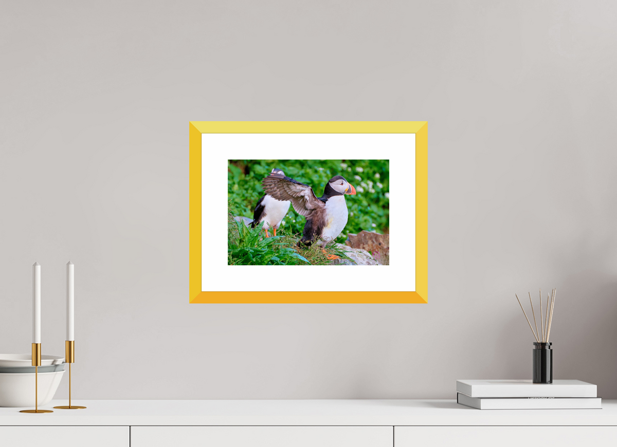 30 x 20 cm, Fine Art alu dibond, Rahmen gelb, 5cm weissrand Puffin 6