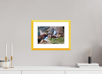 30 x 20 cm, Fine Art alu dibond, Rahmen gelb, 5cm weissrand Puffin 5