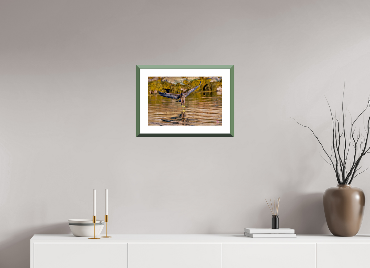 45 x 30 cm, Alu dibond, Rahmen grün, 5cm weissrand Sea Eagle 2