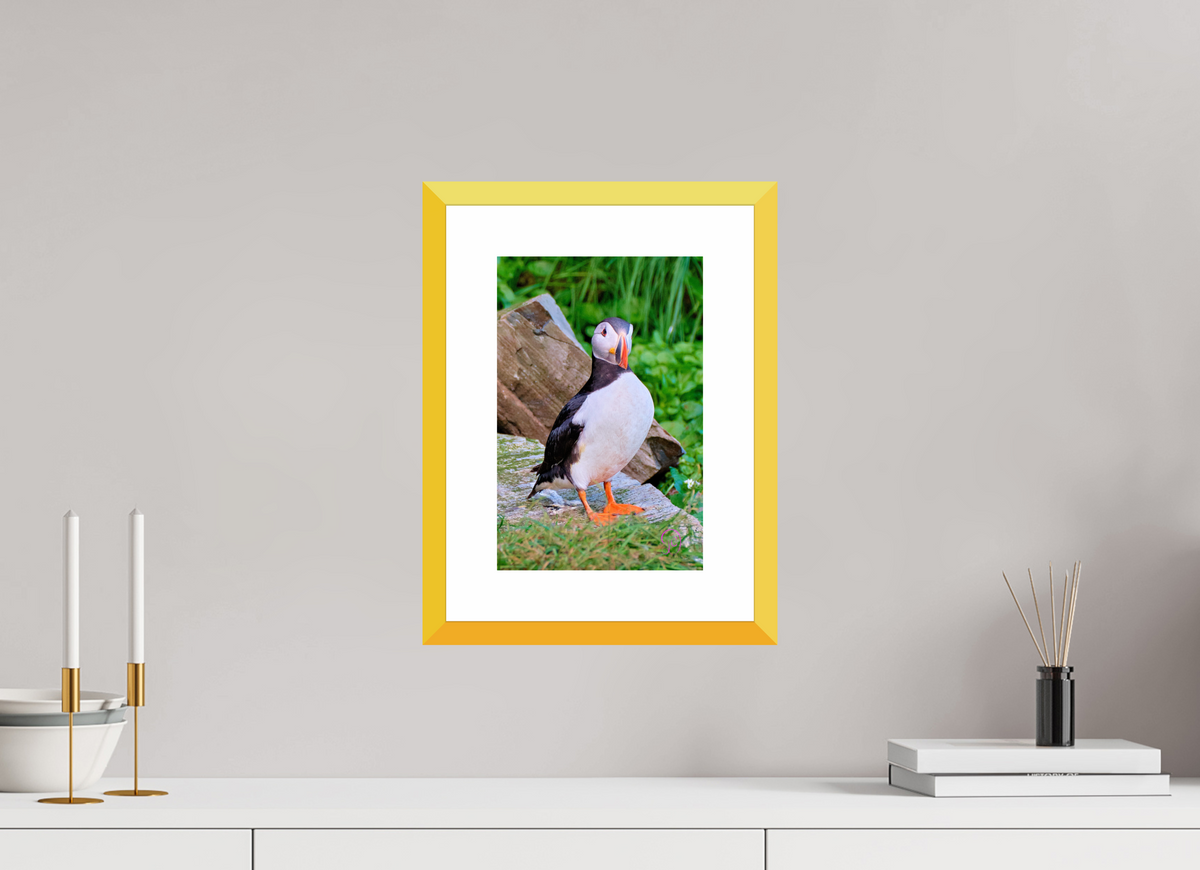 20 x 30 cm, Fine Art alu dibond, Rahmen gelb, 5cm weissrand Puffin 7