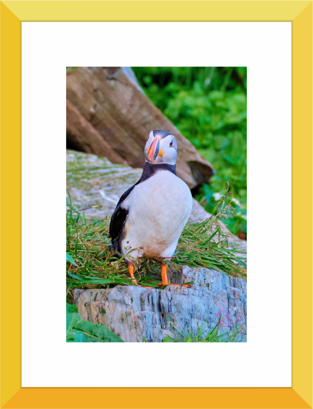 Main image Puffin8