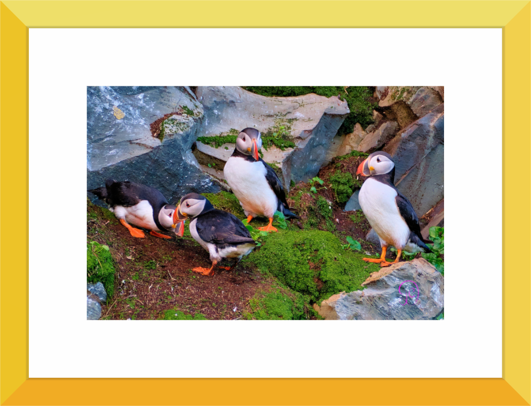 Main image Puffin 9
