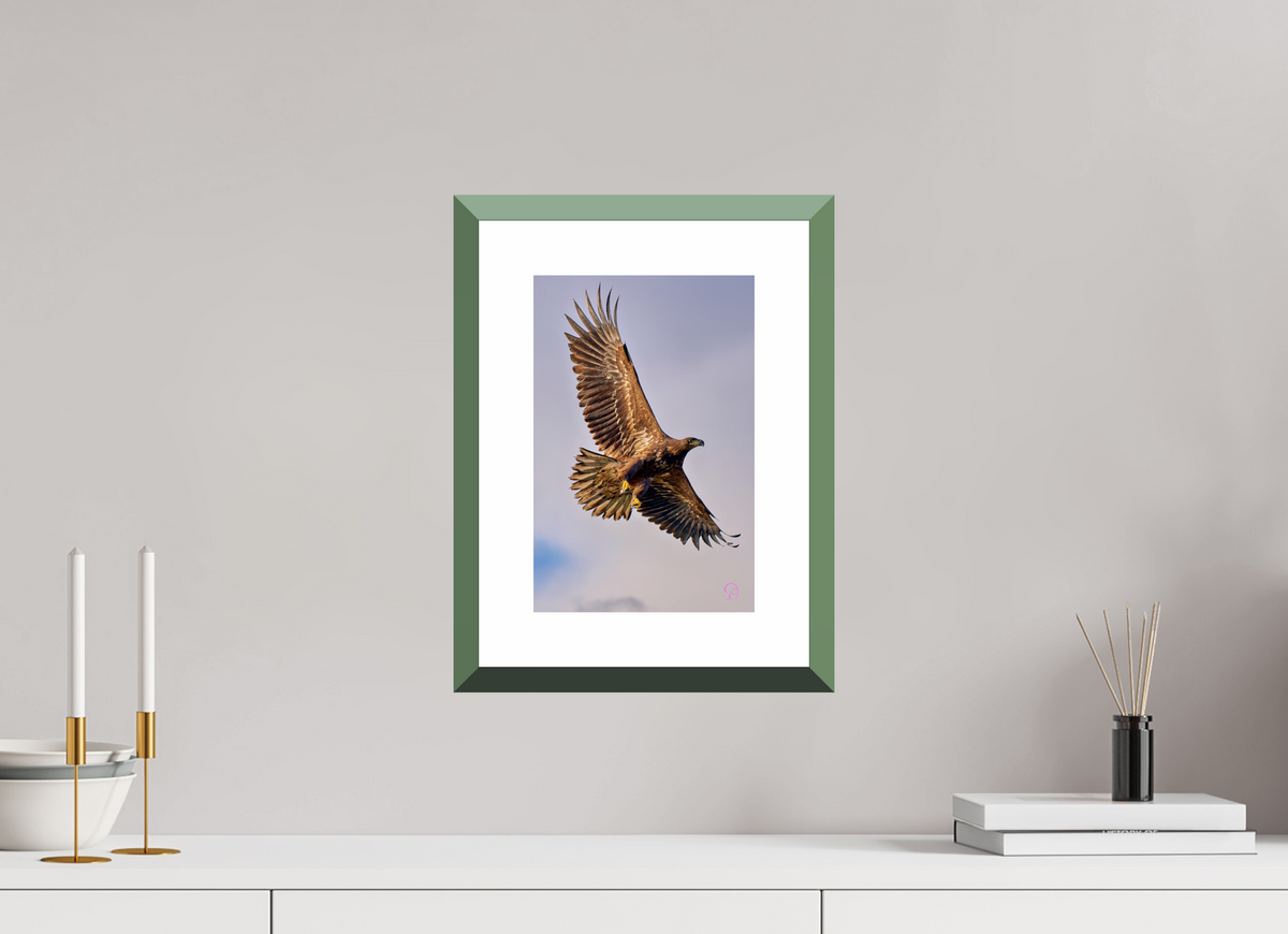 20 x 30 cm, Alu dibond, Rahmen grün, 5cm weissrand Sea Eagle 6