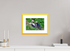 30 x 20 cm, Fine Art alu dibond, Rahmen gelb, 5cm weissrand Puffins 3