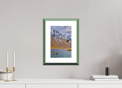 20 x 30 cm, Alu dibond, Rahmen grün, 5cm weissrand Sea Eagle 5