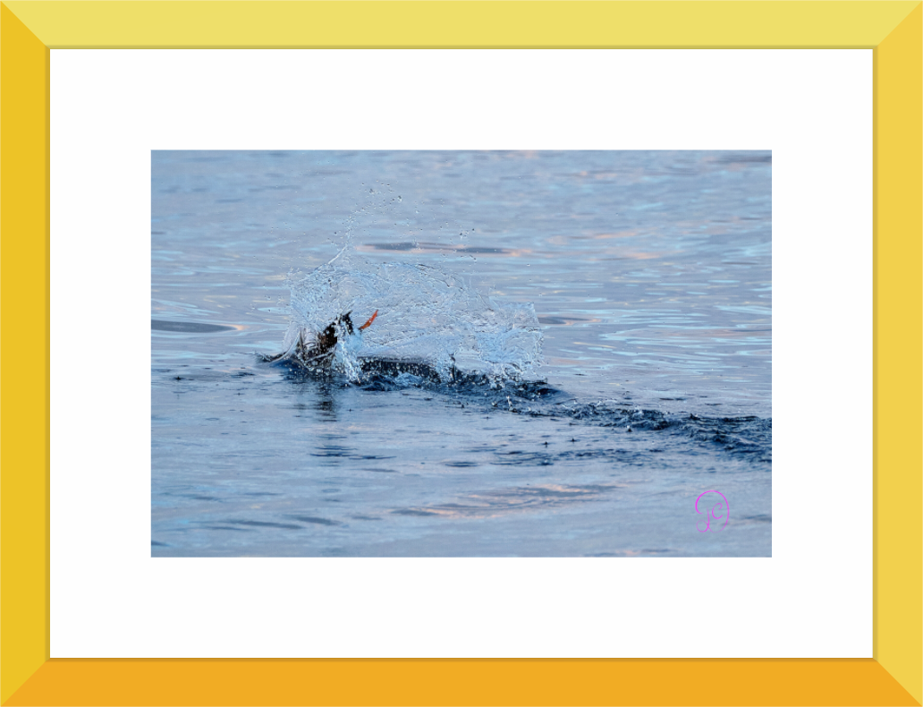 Main image Puffins 11
