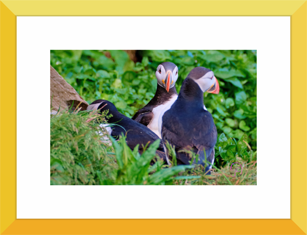 Main image Puffin 4