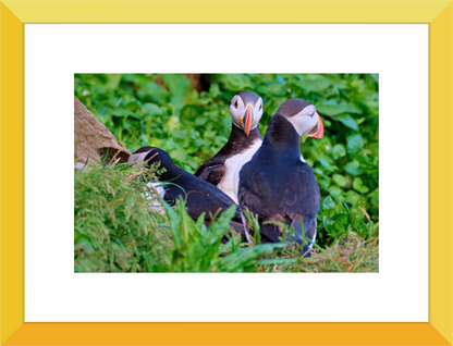 Main image Puffin 4