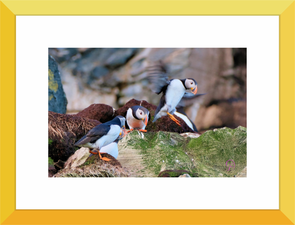 Main image Puffin 5