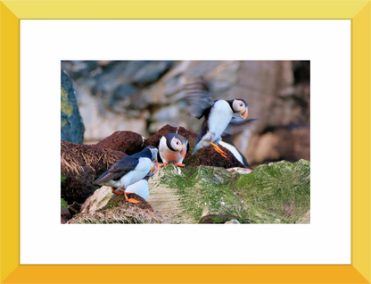 Main image Puffin 5