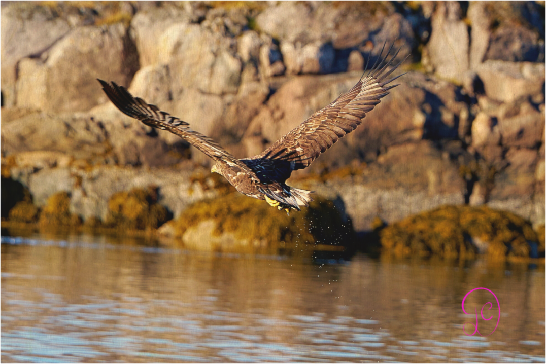 Main image Sea Eagle 7